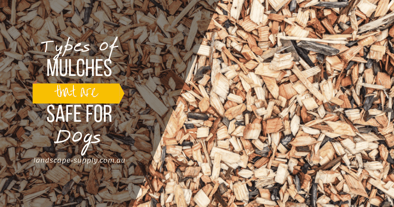 Cedar chips for dogs top